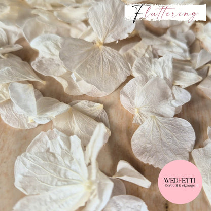 White Ivory hydrangea PETALS