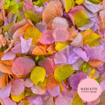 Petal Confetti hydrangea - Spring Fruit Mix