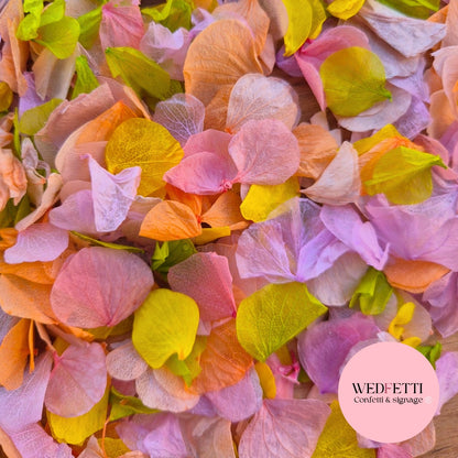 Petal Confetti hydrangea - Spring Fruit Mix