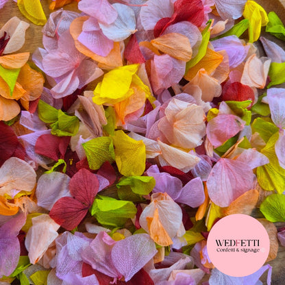 Petal Confetti hydrangea - Spring Fruit Burgundy