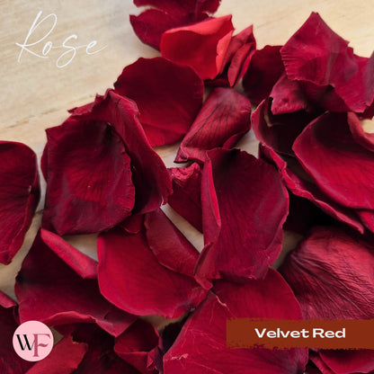 Rose Petals - Velvet Red