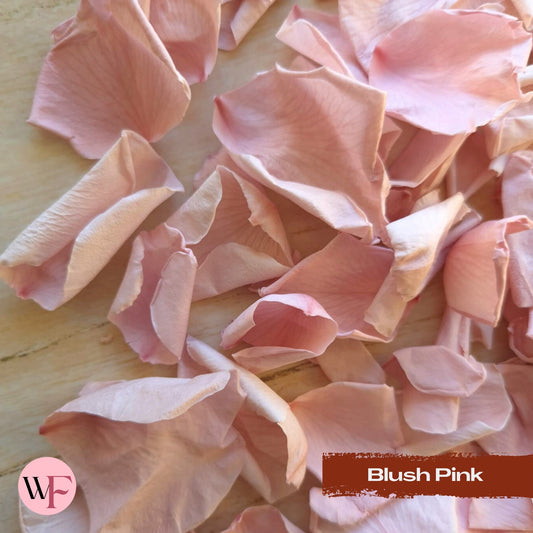 Rose Petals - Blush Pink