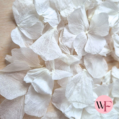 Wedding White hydrangea PETALS