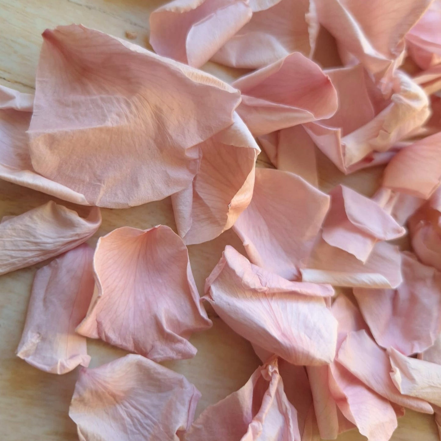 Rose Petals - Blush Pink