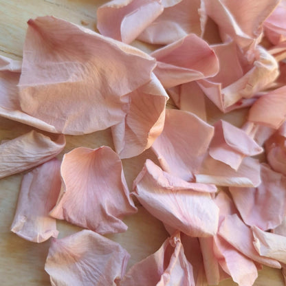 Rose Petals - Blush Pink