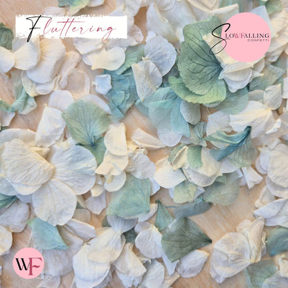 Petal Confetti hydrangea - Turquoise White