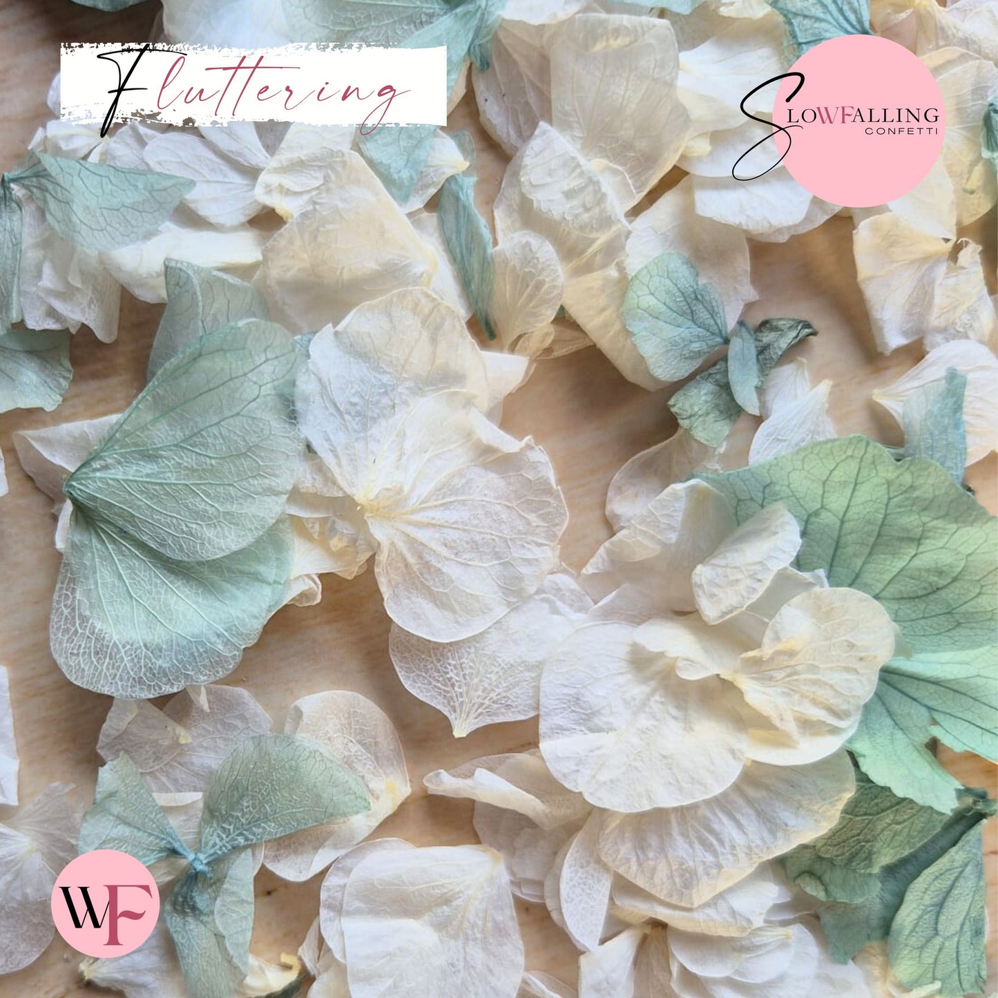 Petal Confetti hydrangea - Turquoise White