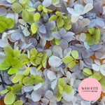 FlutterFly® Petal Confetti - Light Dusty Blue Light Sage White