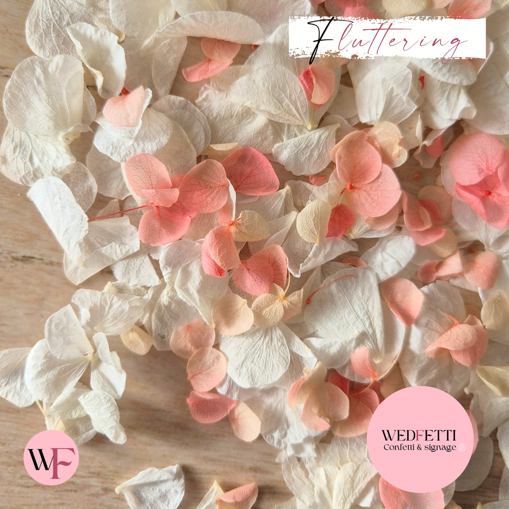 Petal Confetti hydrangea - Peach Pink gradient white