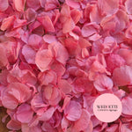 Petal Confetti hydrangea - Rose Pink
