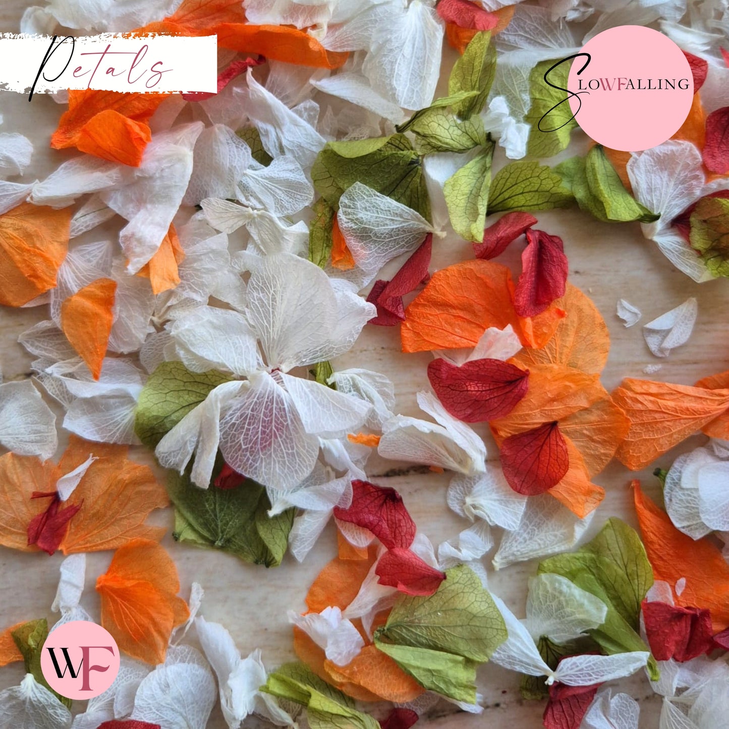 Petal Confetti hydrangea - October Sage Burgundy