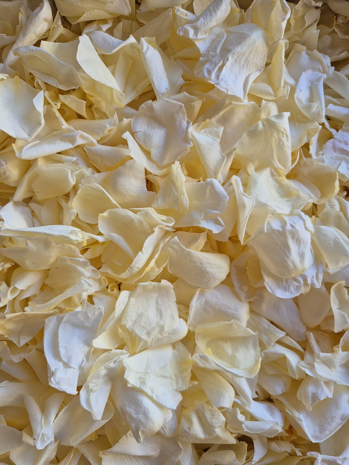 Rose Petals - end of year clearance - 70% off