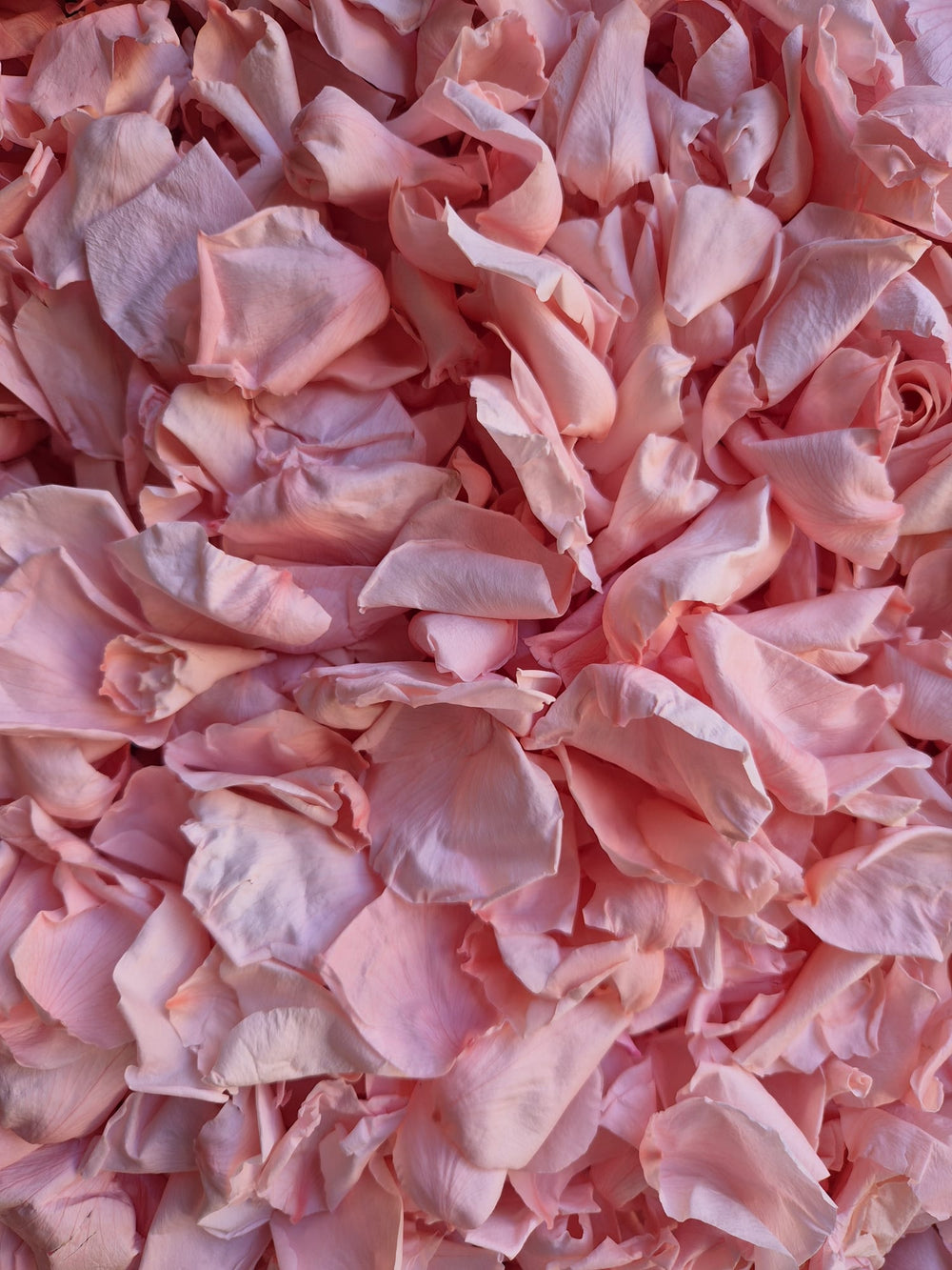 Rose Petals - end of year clearance - 70% off