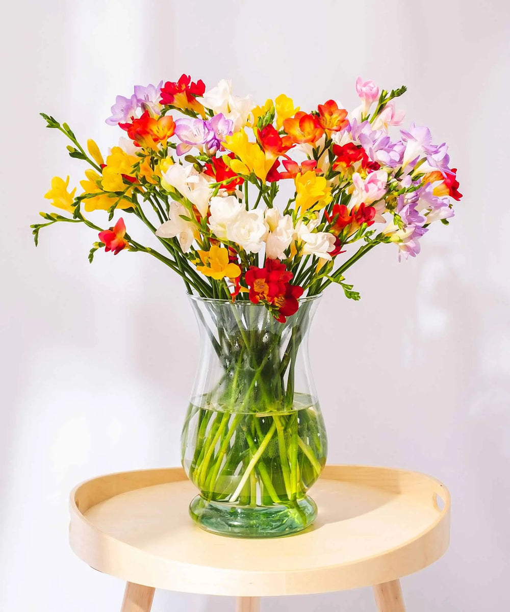 Mixed Guernsey Long Stem Freesia Flowers