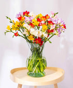 Mixed Guernsey Long Stem Freesia Flowers