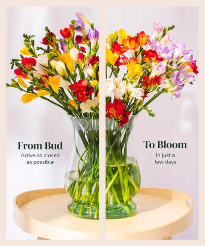 Mixed Guernsey Long Stem Freesia Flowers