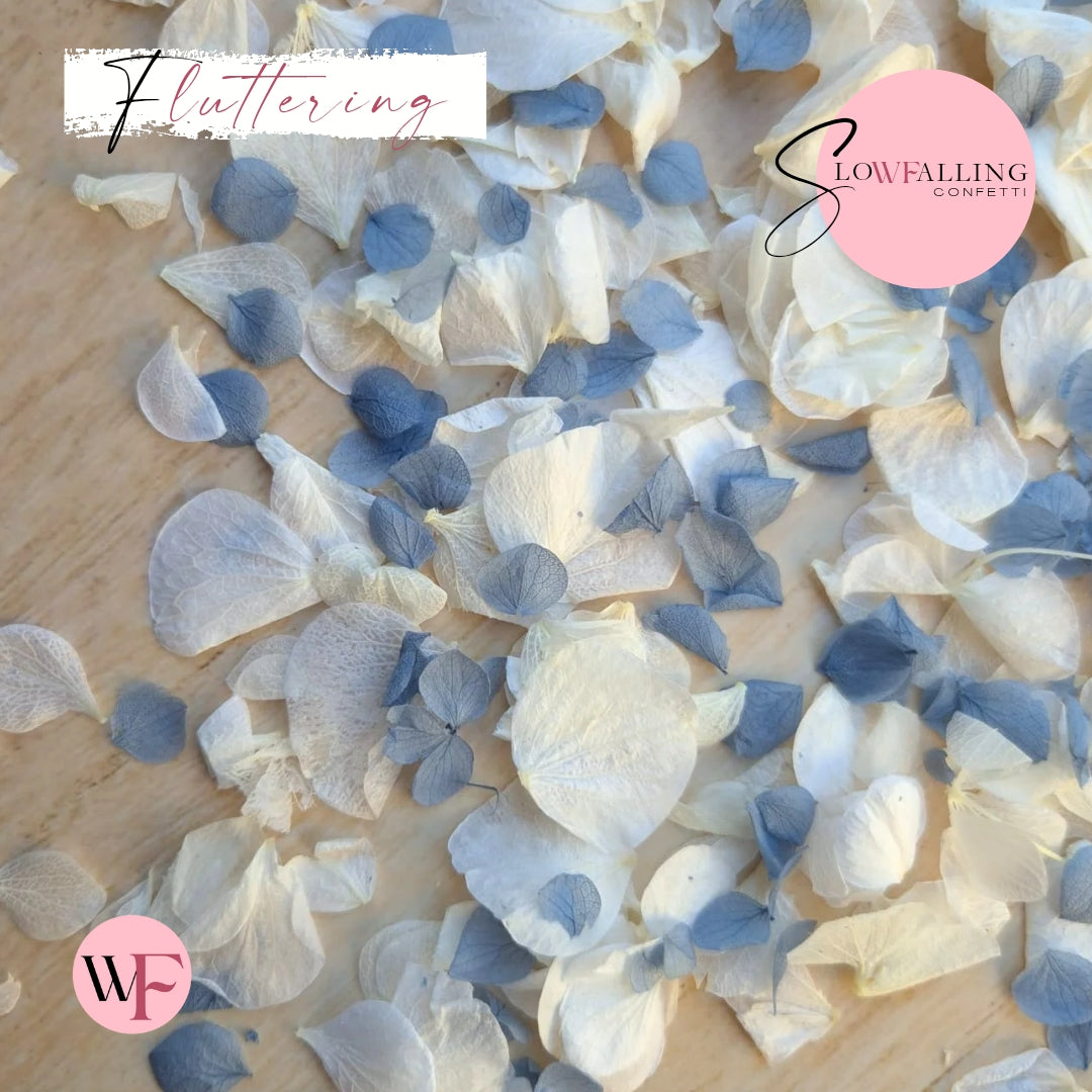 Petal Confetti hydrangea - Dusty Blue White