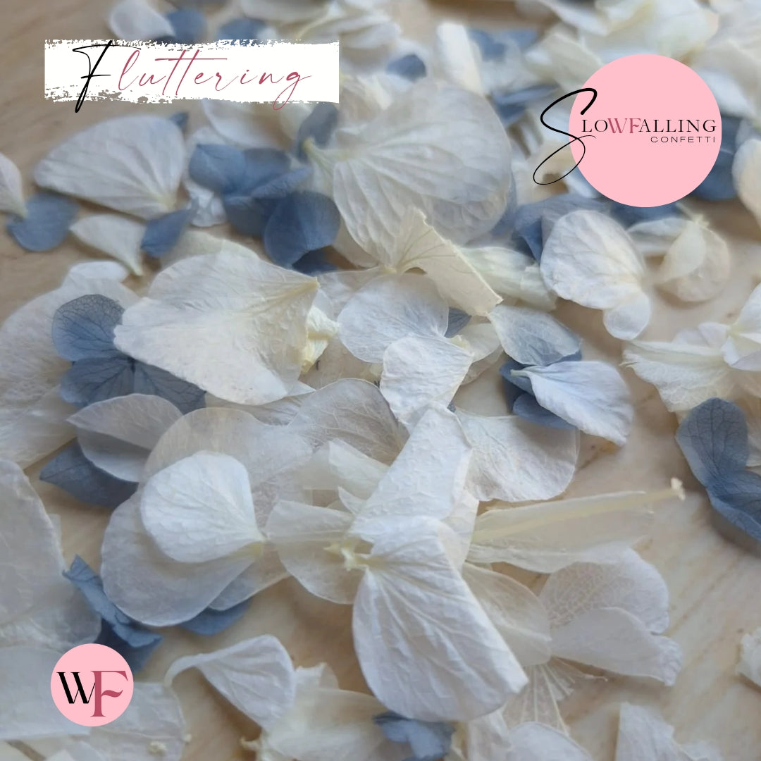 Petal Confetti hydrangea - Dusty Blue White
