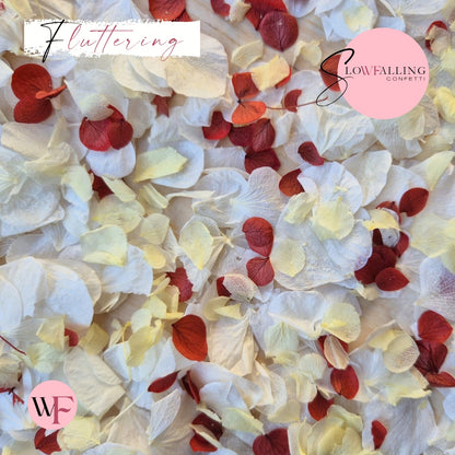 Petal Confetti hydrangea - White Lemon Red