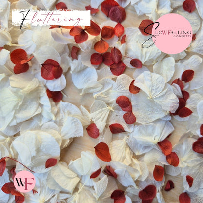 Petal Confetti hydrangea - Burgundy small red white