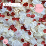 Petal Confetti hydrangea - Burgundy small red white