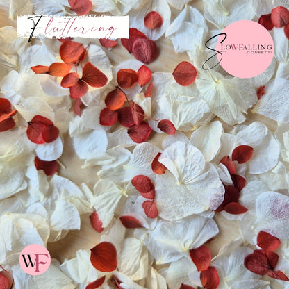 Petal Confetti hydrangea - Burgundy small red white