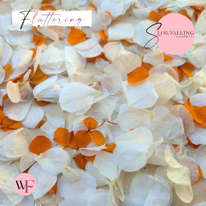 Petal Confetti hydrangea - Burnt Orange White