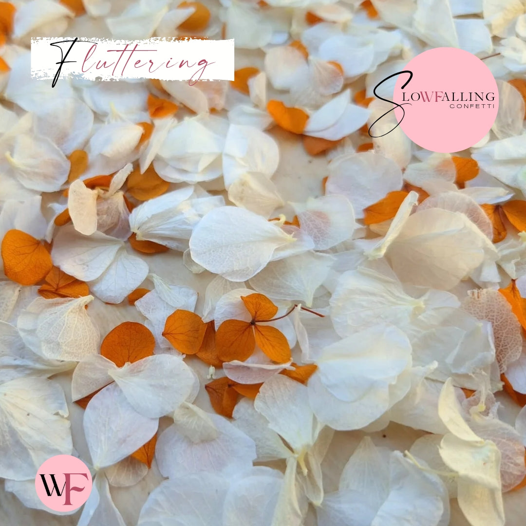 Petal Confetti hydrangea - Burnt Orange White