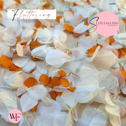 Petal Confetti hydrangea - Burnt Orange White