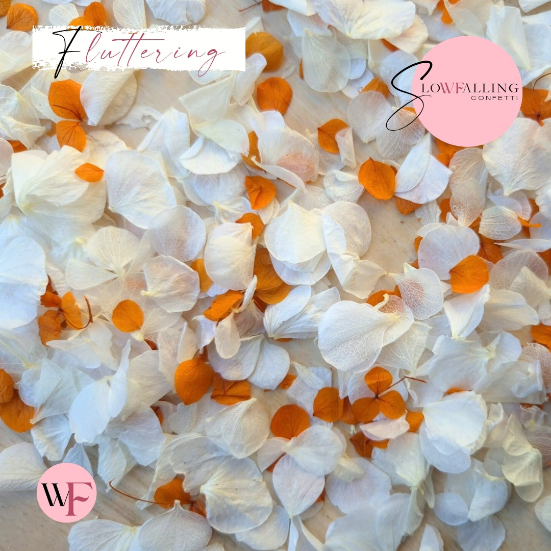 Petal Confetti hydrangea - Burnt Orange White