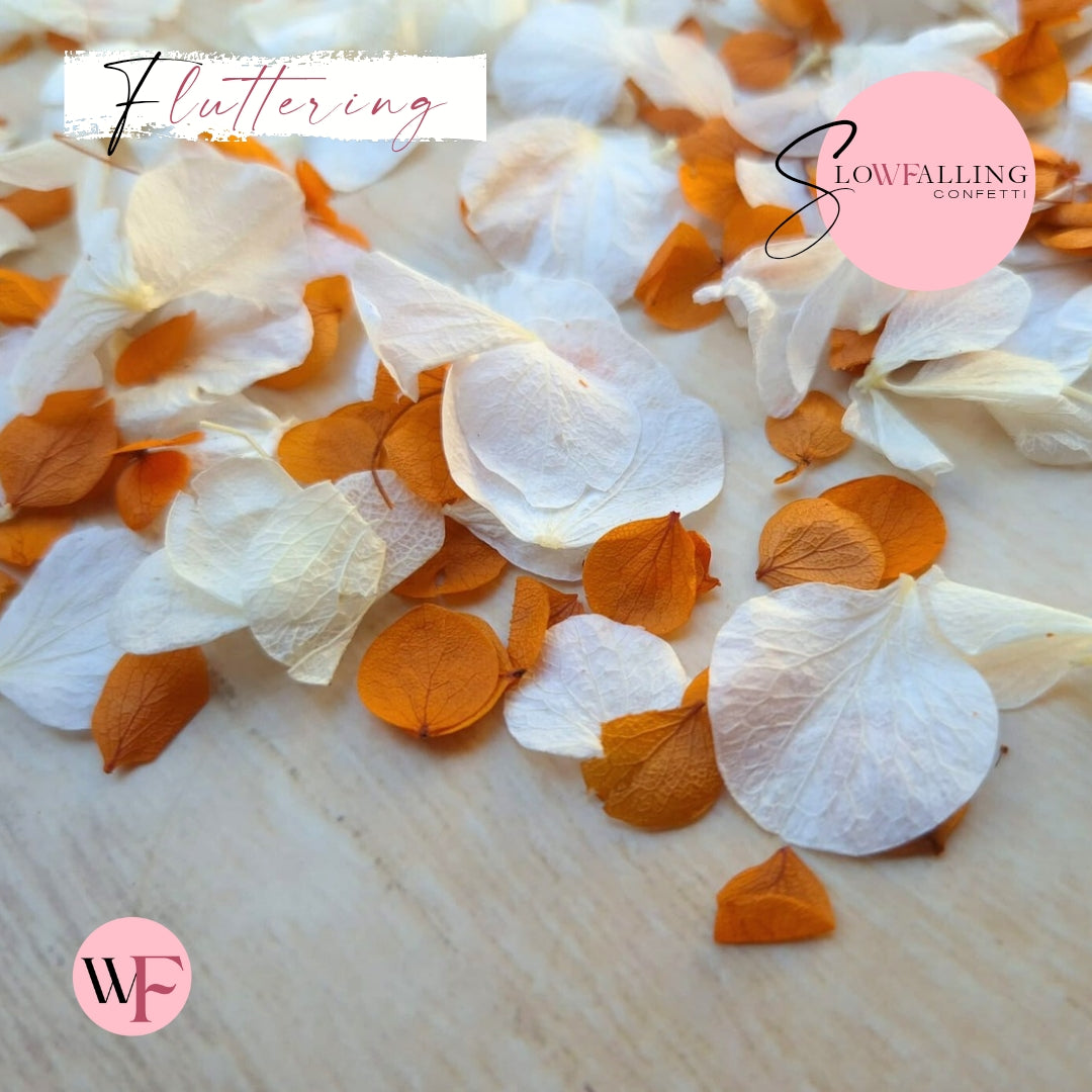 Petal Confetti hydrangea - Burnt Orange White