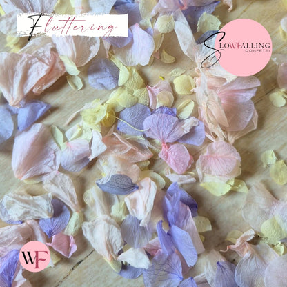 Petal Confetti hydrangea - Lemon Light pink Purple