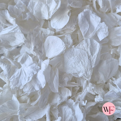 Wedding White hydrangea PETALS