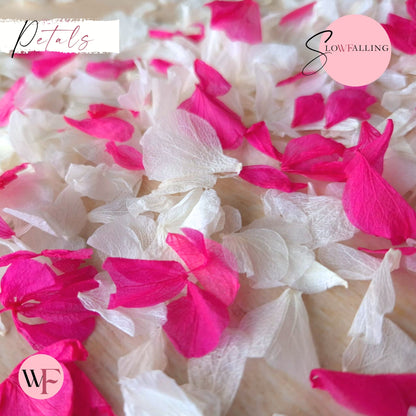 Petal Confetti hydrangea - White Fuschia