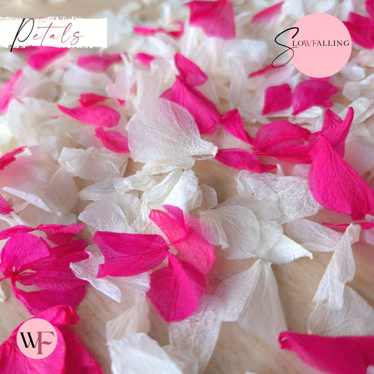 Petal Confetti hydrangea - White Fuschia